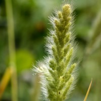 <i>Polypogon monspeliensis</i>  (L.) Desf.